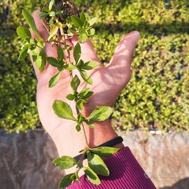 Prato Lippia Nodiflora 
