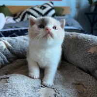 Cucciola di British Shorthair