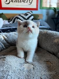 Cucciola di British Shorthair