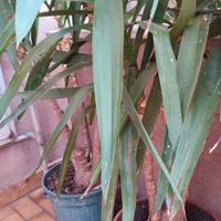 Piante yucca 150/200cmq