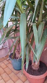 Piante yucca 150/200cmq