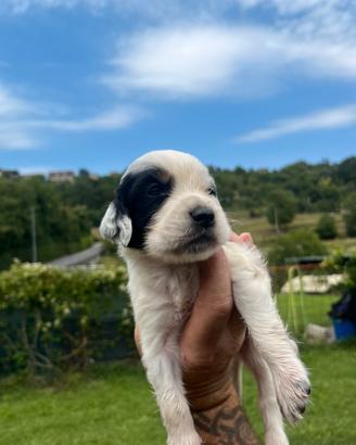 Cuccioli di setter inglese
