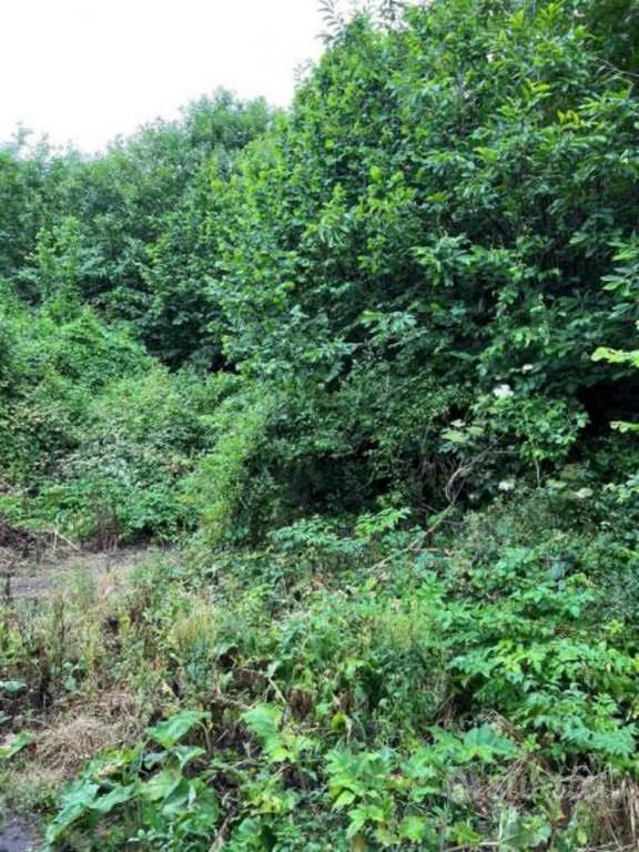 Immobile in asta di 39481 m² a Visciano - Vista 3