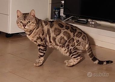 Gatto bengala x monta