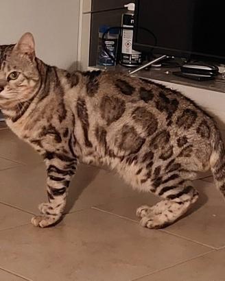 Gatto bengala x monta