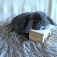 Cuccioli conigli nani ariete x mini blu di vienna