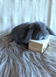 Cuccioli conigli nani ariete x mini blu di vienna