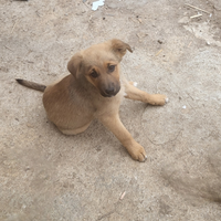 Cuccioli di cane