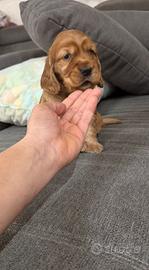Cuccioli cocker spaniel