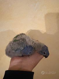 Lori arcobaleno pullo da imbecco pappagallo