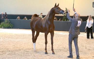 Stallone purosangue arabo