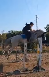 Cavallo