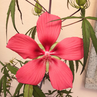 Semi di fiore, pianta Hibiscus RARISSIMI