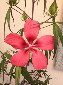 Semi di fiore, pianta Hibiscus RARISSIMI