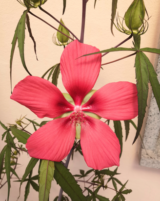 Semi di fiore, pianta Hibiscus RARISSIMI