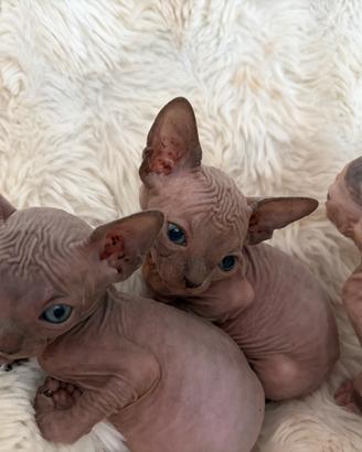 Sphynx gatto nudo