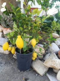 pianta da appartamento di limone bonsai foto reale