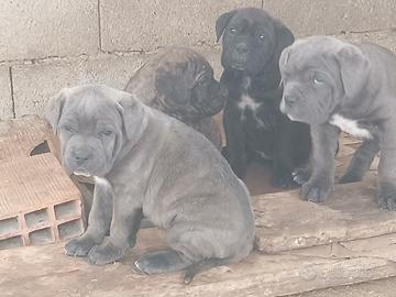 Cuccioli di cane corso
