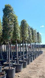 Leccio (Quercus Ilex - Quercia Sempreverde)