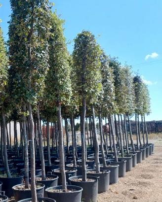 Leccio (Quercus Ilex - Quercia Sempreverde)