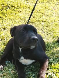 Leopoldo cucciolo similcorso di 5 mesi in adozione