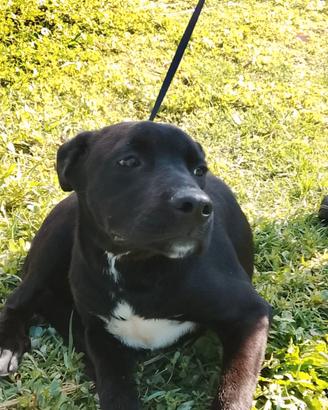 Leopoldo cucciolo similcorso di 5 mesi in adozione