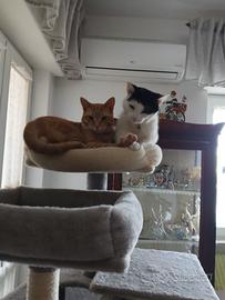 Sono due bei gatti tranquilli
