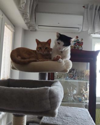 Sono due bei gatti tranquilli
