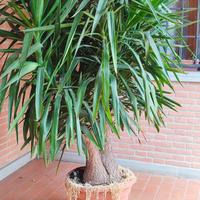 albero della felicità 