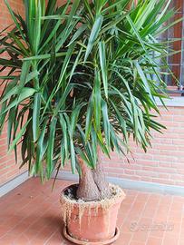 albero della felicità 