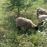 Agnello suffolk