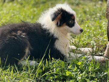 Pastore australiano con pedigree ENCI