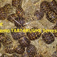 TARTARUGHE - T. H. Hermanni 4 anni (Tutta ITALIA)