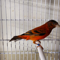 I b r i d o f1 cardinalino