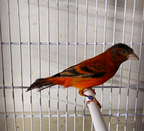 I b r i d o f1 cardinalino