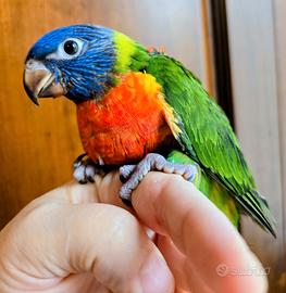 Lori arcobaleno allevato