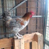 Gallo