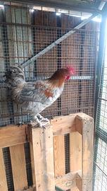 Gallo