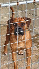 cane corso - Animali In vendita a Siracusa