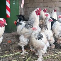 Galli Brahma bianco columbia