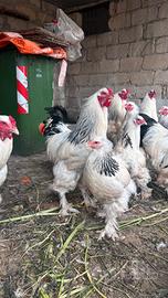 Galli Brahma bianco columbia