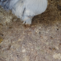 Gallo di un anno circa