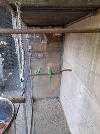 Pulli da imbecco di parrocchetto dal collar