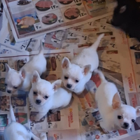 Chihuahua pronti per Natale