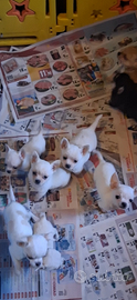 Chihuahua pronti per Natale