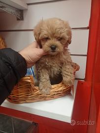 Barboncino mini Toy maschio asiatico