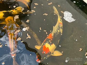 Carpe koi