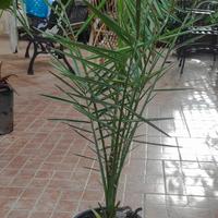 Palma da datteri  Phoenix dactylifera
