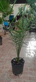Palma da datteri  Phoenix dactylifera