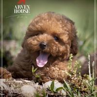 Disponibili cuccioli di BARBONCINO Toy e mini toy